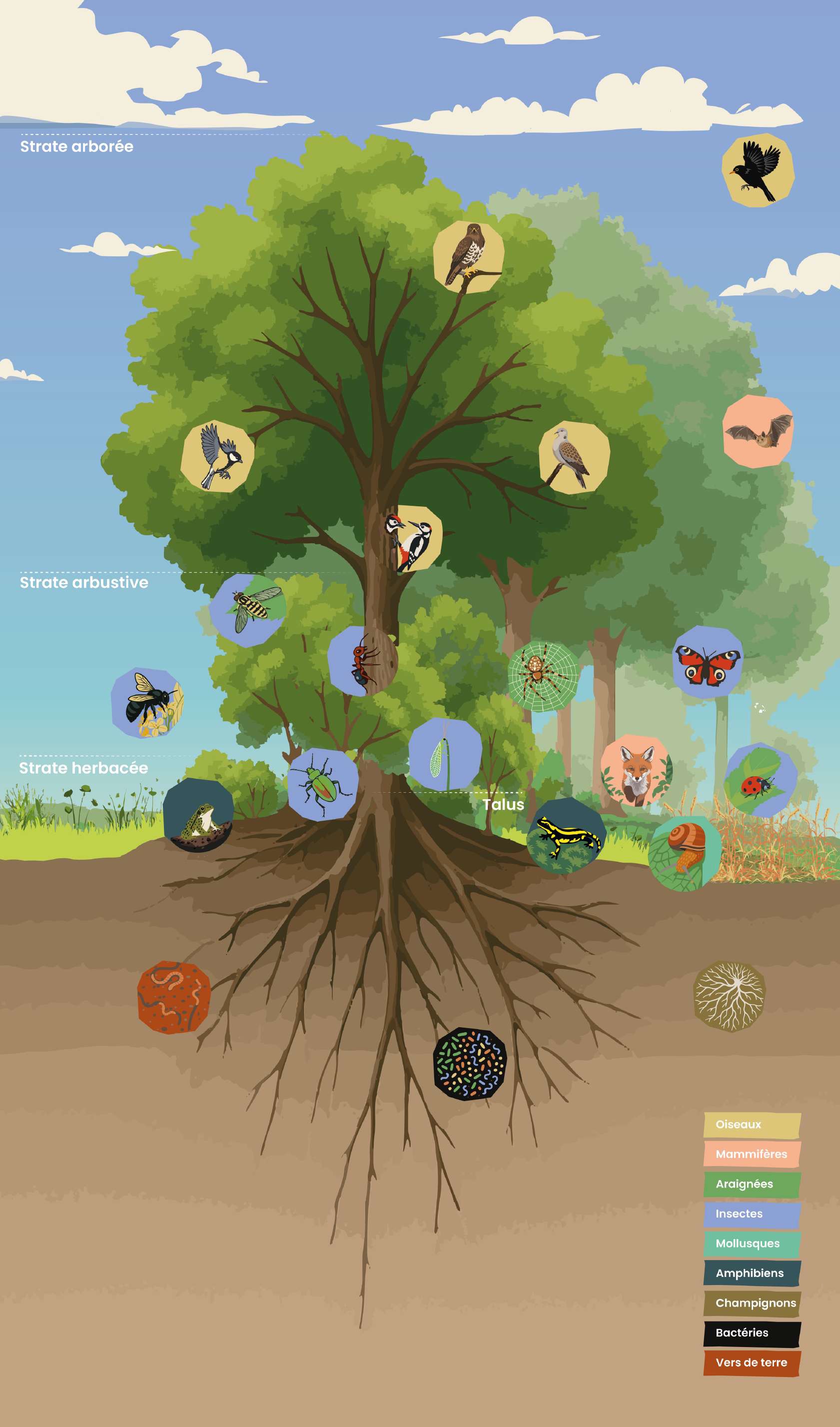 Kakémono biodiversité