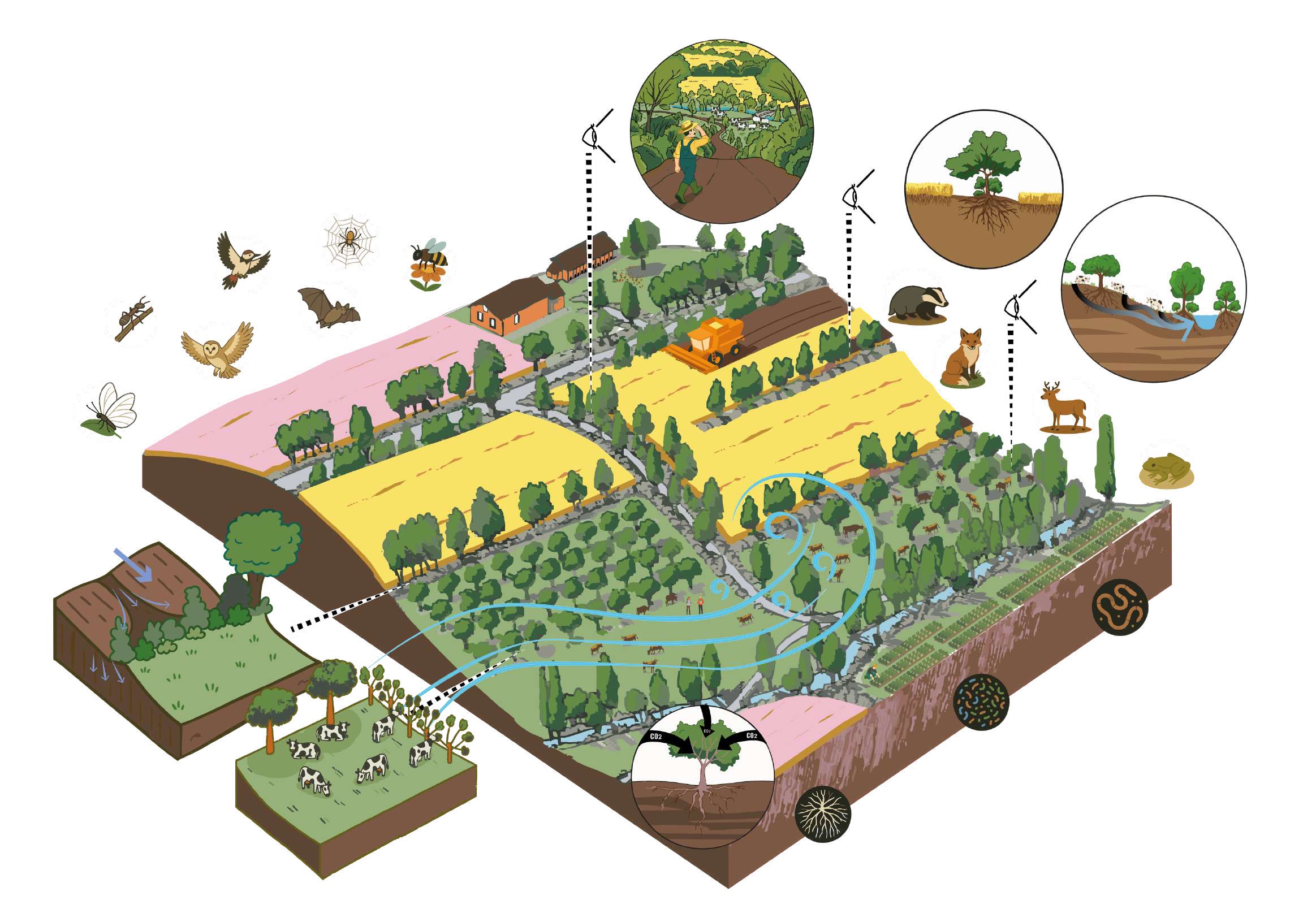 Services écosystémiques de l'agroforesterie