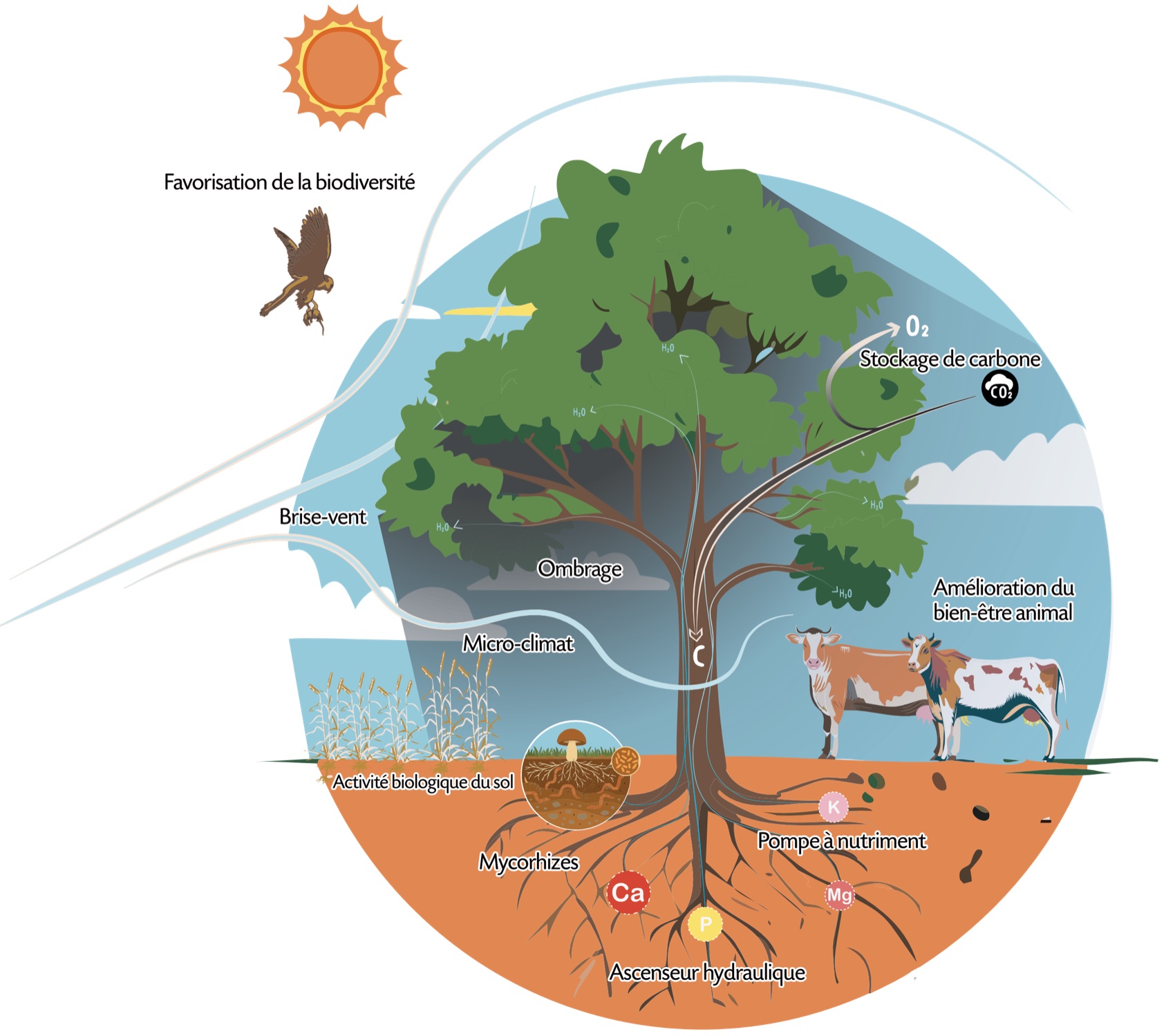 Services de l'arbre