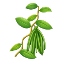 Vanille