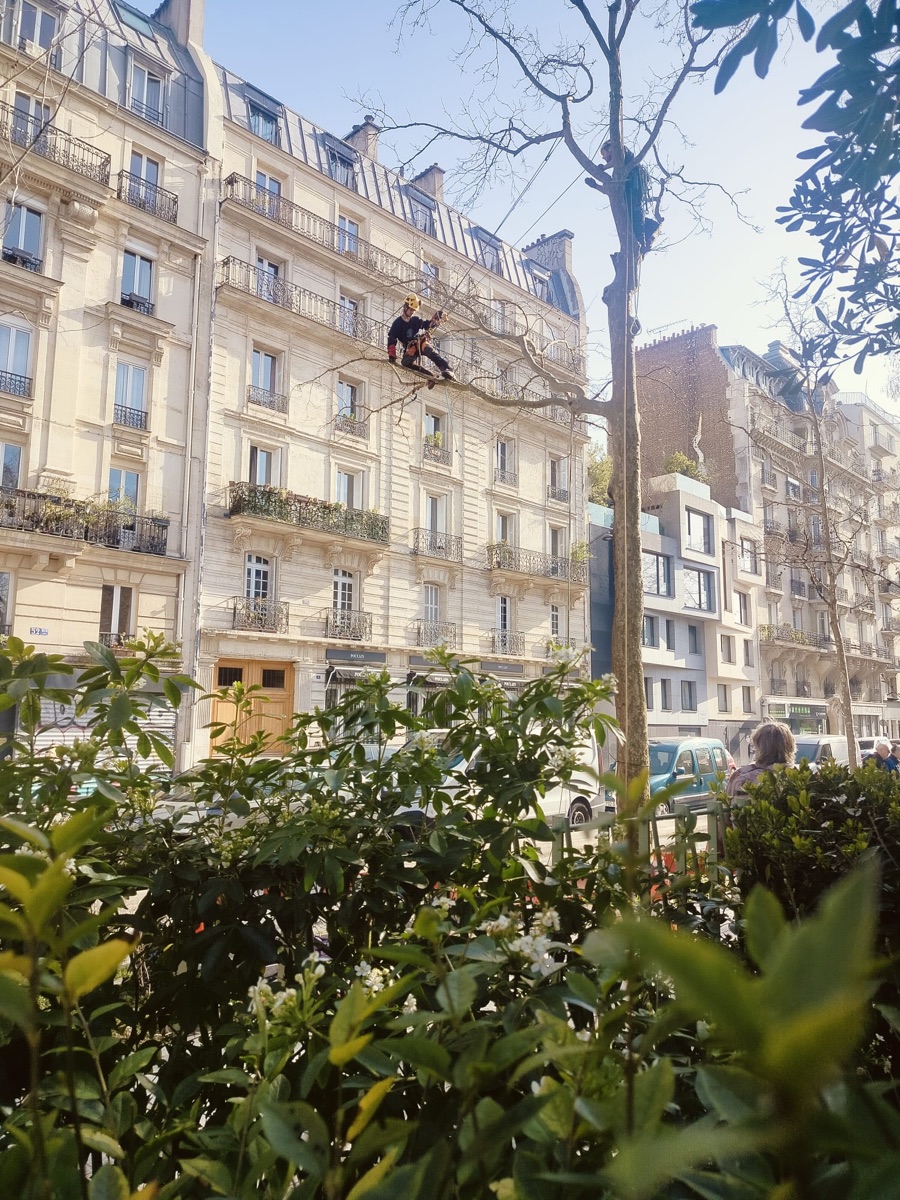 Renaud Lecomte, arboriste grimpeur, en intervention (Paris)